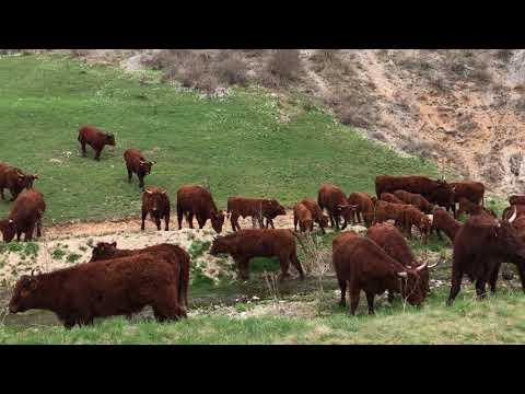 Stado goveda trči na izvor vode.