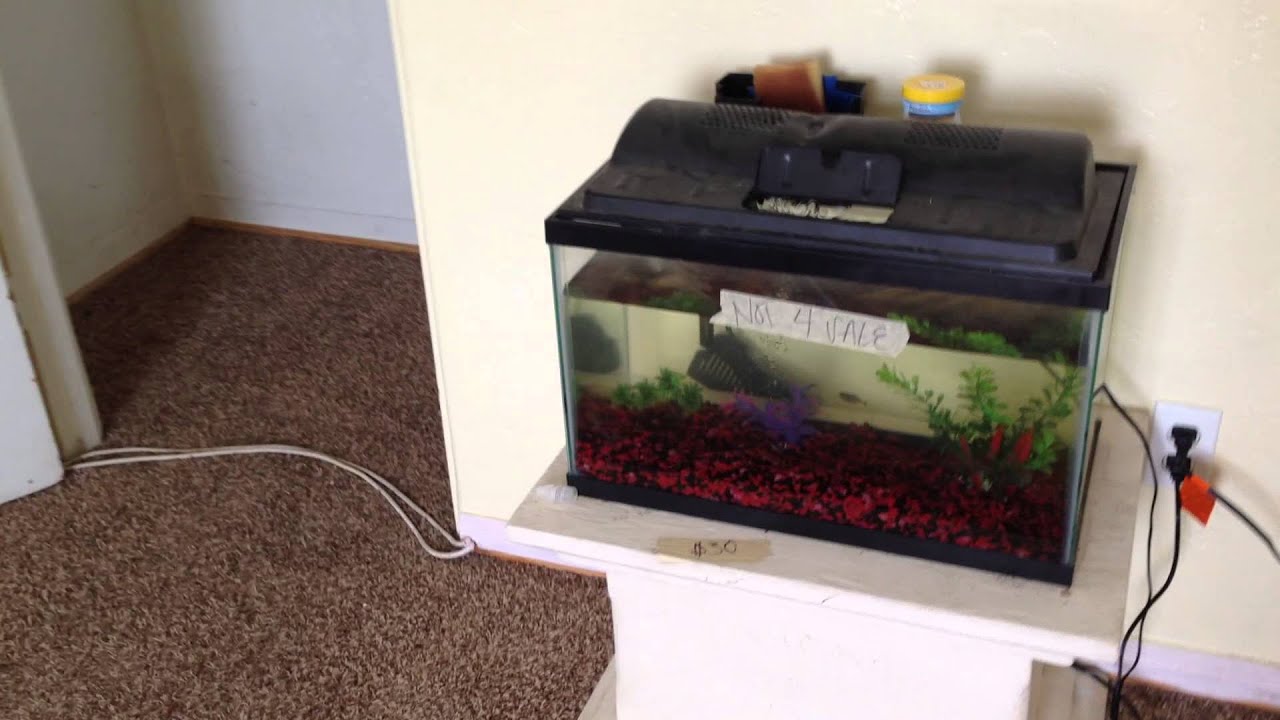 Have you ever Inherited a Trespasser? - True Freedom Achievers Newsletter