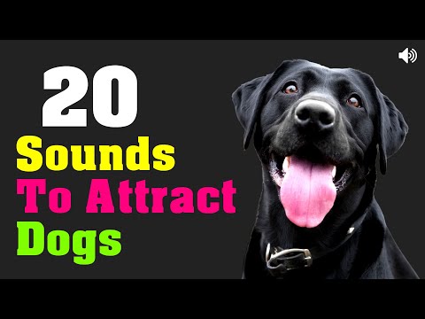 20 Sounds To Attract Dogs  (100% GUARANTEED 🐶)