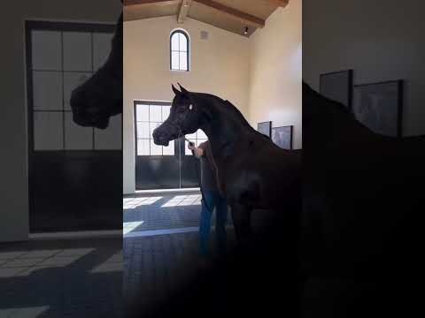 Cómo suena un Mustang vs un pura sangre🐎🤯 #mustang #caballos #v8 #power #automobile #car #new #dj