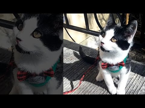 Trying Soft Harness With 4 Month Old Kitten