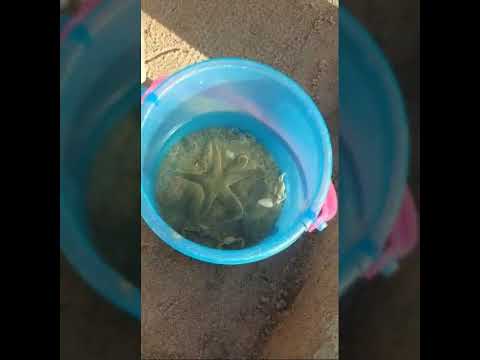 Advi's introduction to sea animals n her forever favourite go place BEACH.🏖️👶🦀 #QualityTime