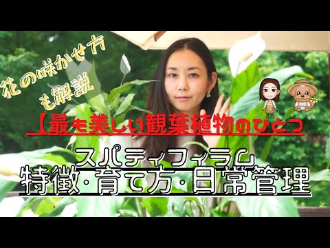 葉が黄色くなったスパティフィラムの手入れ方法は？原因は何ですか?  庭園