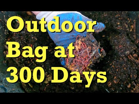 300-day outdoor worm bag's 25th feeding - vermicomposting