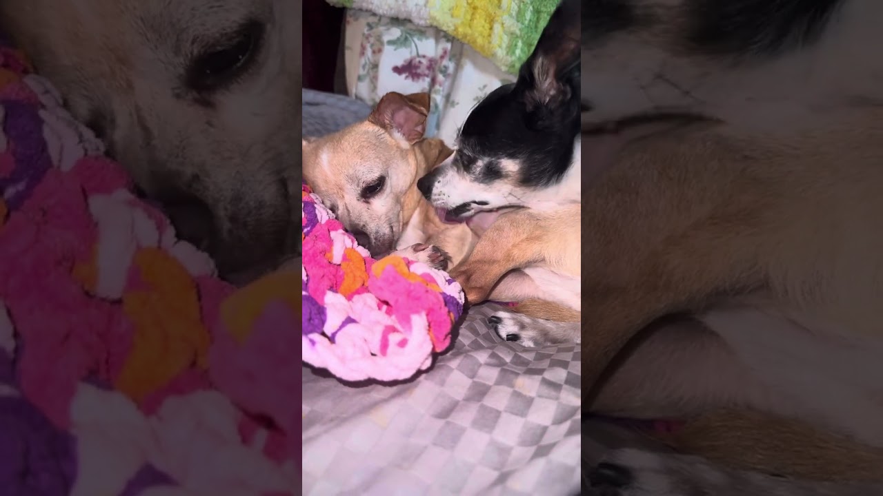 Lizzie & Bailey #asmr#cute#dog#chihuahua