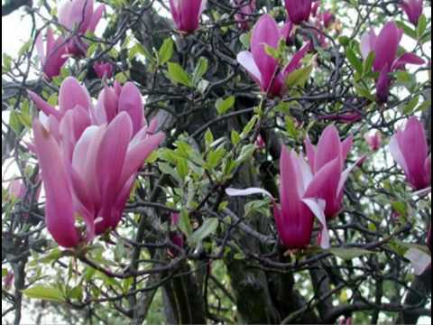 DADDY SPIEWA  SZCZEPANIKA  - JESTES TU