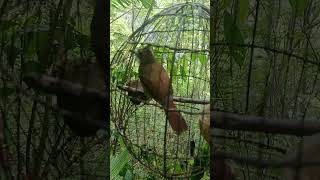 Download lagu pikat burung cek jenggot mp3 Download lagu pikat burung cek jenggot mp3