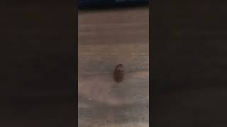 Coca Cola Bubblegum #bubblegum #cocacola #sweets #shortvideo #shortvideo