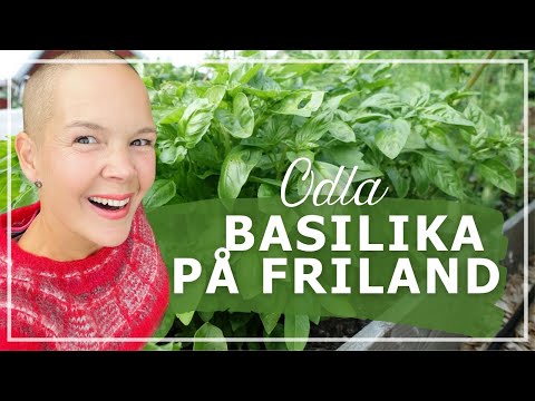 Odla basilika på friland