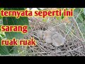 Sarang Burung Ruak Ruak