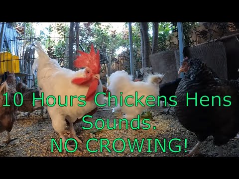 Backyard Chickens 10 Hours Continuous Chickens Hens Sounds Noises NO CROWING!