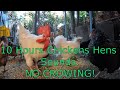 Backyard Chickens 10 Hours Continuous Chickens Hens Sounds Noises NO CROWING!