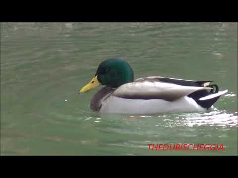 ANATRE DI GERMANO NEL LAGO A BOVES (CN) DOM. 13 - 10 - 2019