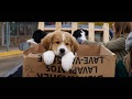 A Dog’s Purpose | Trailer | Own it now on Blu-ray, DVD & Digital
