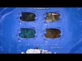 Ice Age DVD Menu Walkthrough
