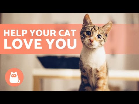 How to Make Your CAT LOVE You? (4 Tips to ... - YouTube