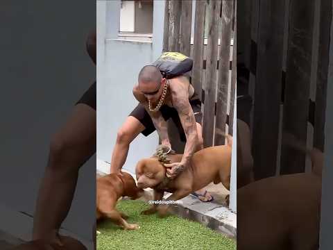 Pat the Dog 🐶#pitbull #americanbully #pitlove #pedigree#dogbreed