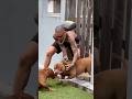 Pat The Dog Pitbull Americanbully Pitlove Dangerous Viral