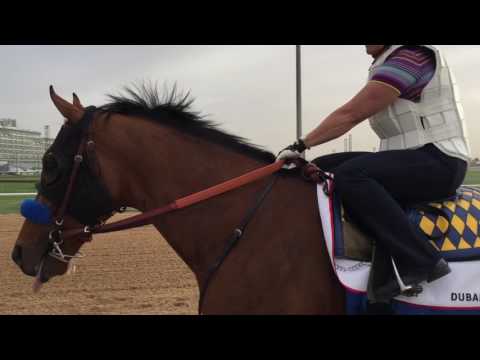 Hoppertunity trains at Meydan for the Dubai World Cup Carnival