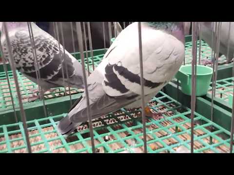 Wystawa Rejonu PZHGP 0122-0136-0120 rok 2019r Turza Śląska