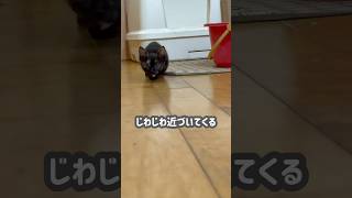 【子猫】少し進んでは止まるジジ…じわじわカメラに近づいてくる🐈💕 #子ネコ #最高にかわいい子猫 #かわいいペット