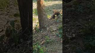 Download lagu #bhojpuri #music #dj #butterfly  #Two butterflies are flying in the field# mp3