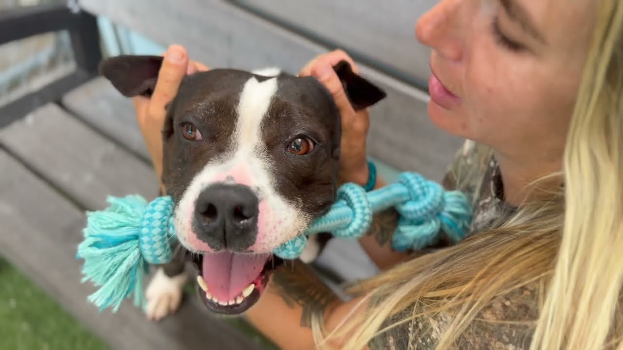 Enlarge Amelia, a Adoptable mixed breed in Fort Lauderdale, FL video 6/6