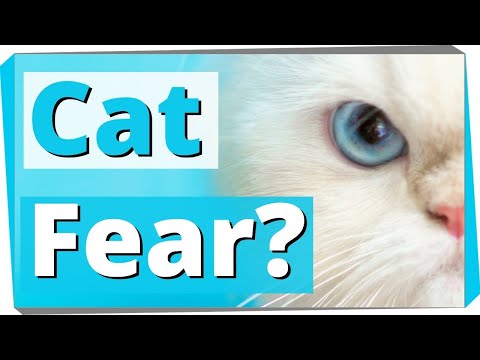 What causes a fear of cats? (Ailurophobia)