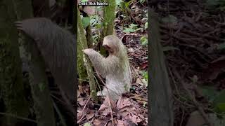 Animals That Can Delete Themselves - The Sloth