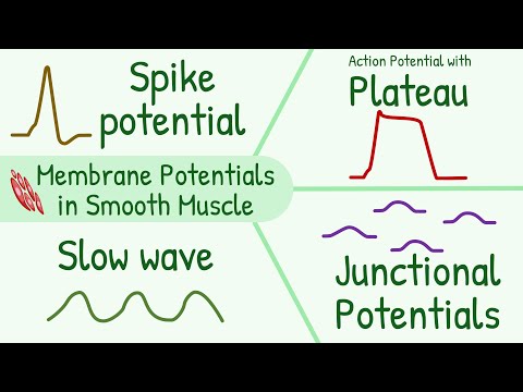 Membrane Potentials in Smooth Muscle  || Spike Potential, Plateau, Slow Wave, Junctional Potential