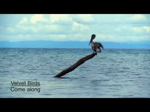 Velvet Birds - Come along