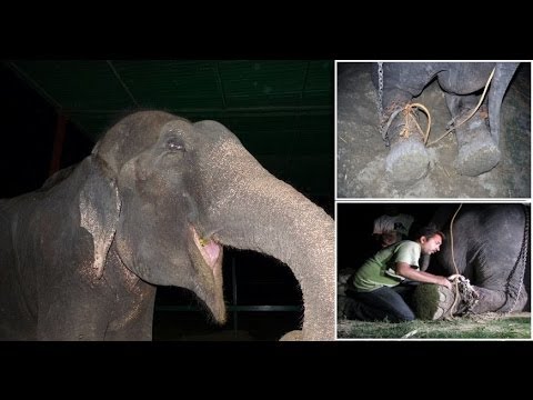 '50 Years A Slave' Raju The Elephant Cried Tears Of Joy After Being FREED