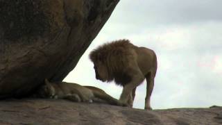 Simba and Nala in love - Serengeti