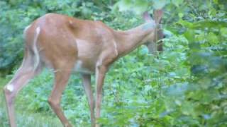 preview picture of video 'Wild Deer SIghting at Mirror Lake near Wisconsin Dells'