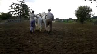 preview picture of video '29 6 2013 spectacle longues renes camargue'