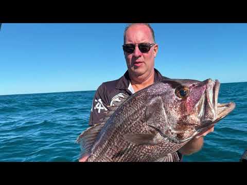 Hamachi Tackle Japan in action