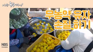 [나는농부다 224회] 무농약 유자 손질 하기
