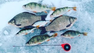 Ловля плотвы и окуня зимой на безкивковую безмотылку