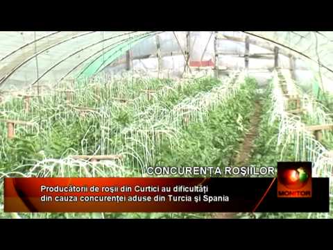 rosii curtici cu LIVE 05 05 beta