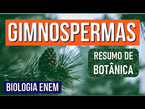 GIMNOSPERMAS: veja o que são e as características no Reino das Plantas | RESUMO DE BIOLOGIA ENEM