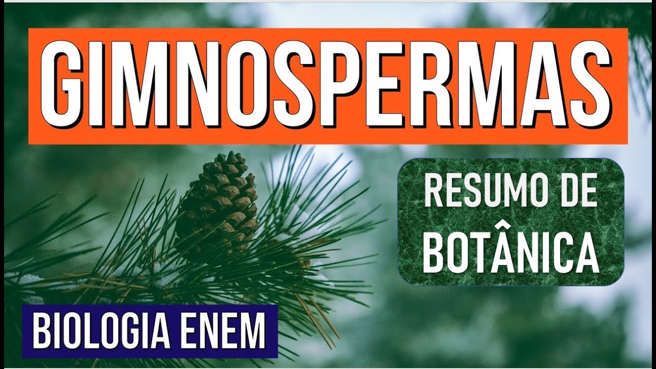 GIMNOSPERMAS: veja o que são e as características no Reino das Plantas | RESUMO DE BIOLOGIA ENEM