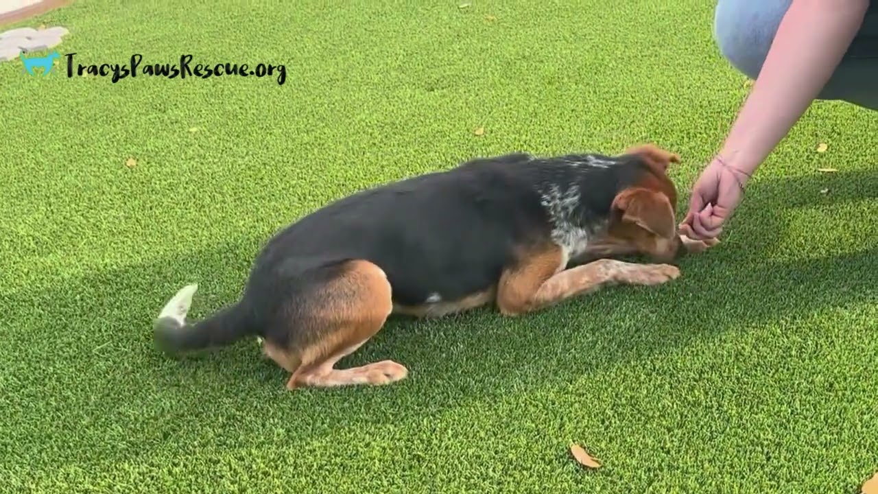 Enlarge Screech - I am only 23 lbs!, a Adoptable mixed breed in San Antonio, TX video 5/6