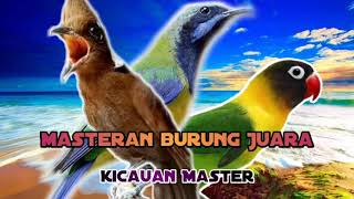 Download lagu Kombinasi masteran cililin vs cucak cungkok vs lovebird mp3