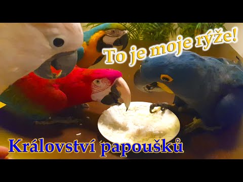 558 - Ara hyacintový Oskar se o rýži s ostatními papoušky nechce podělit