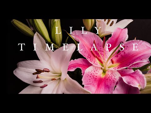 Lilies in Bloom - A Timelapse (4k)