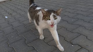 [問卦] 為什麼貓貓耳朵缺兩角