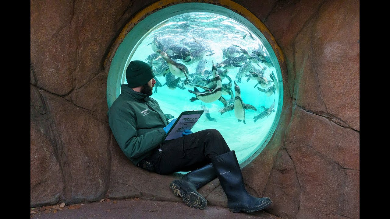 London Zoo&rsquo;s Annual Stocktake 2026 - YouTube