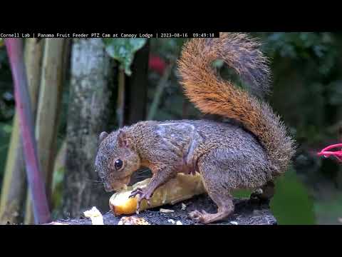 Red-tailed Squirrel Enjoys Banana Treat at the Canopy Lodge Fruit Feeders – August 16 2023