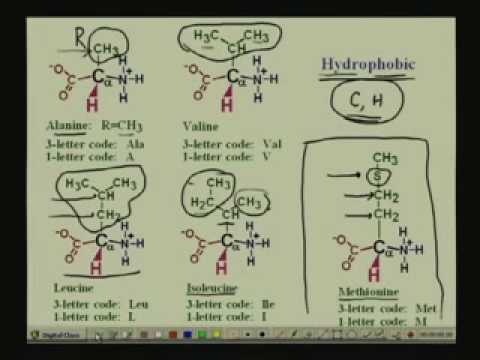 Amino Acids I