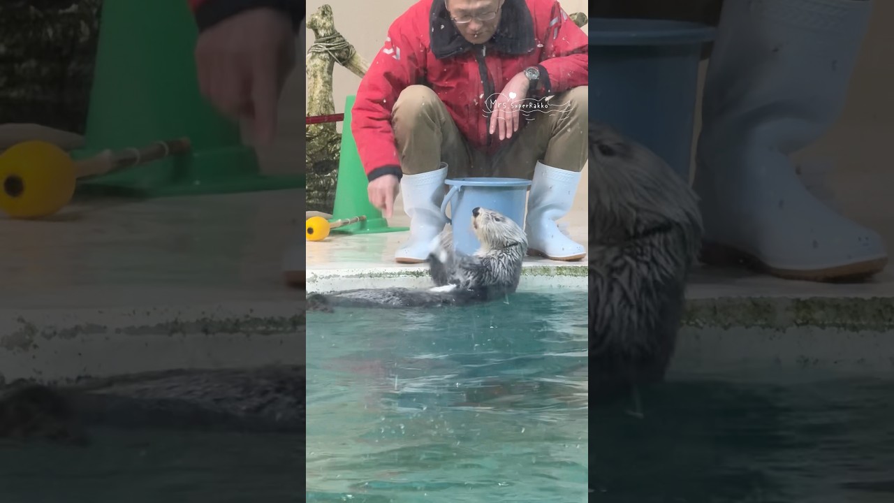 おじさんのタイミングと合わせようとがんばるキラちゃん #鳥羽水族館 #ラッコ #seaotter